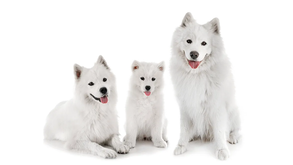 samoyed