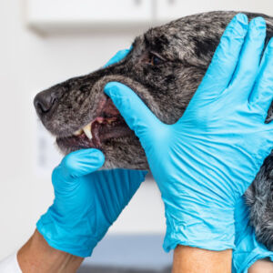 Hund som får sjekket tennene hos dyrlegen.
